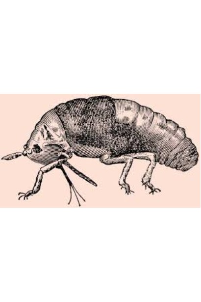 Прованто Максі, 5 г