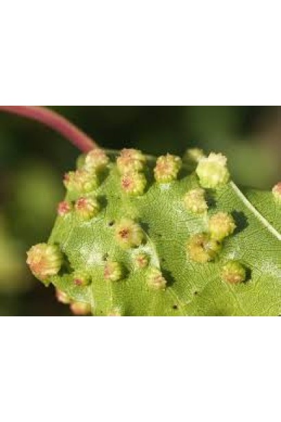 Прованто Максі, 5 г