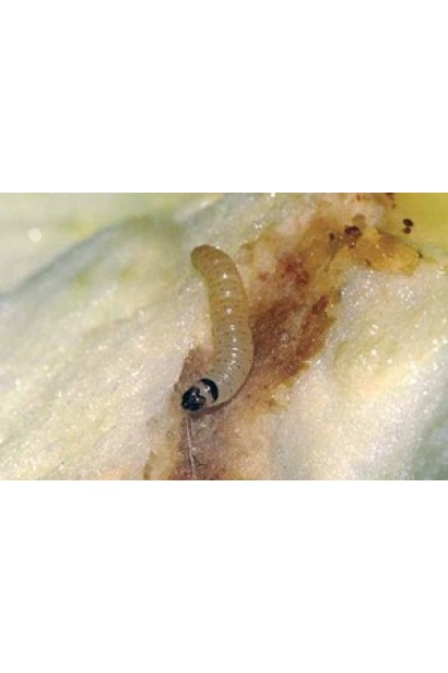 Засіб працює проти червеців, жуків та гусениць.