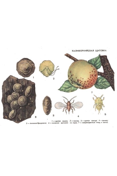 Препарат діє проти широкого спектра шкідників культур.