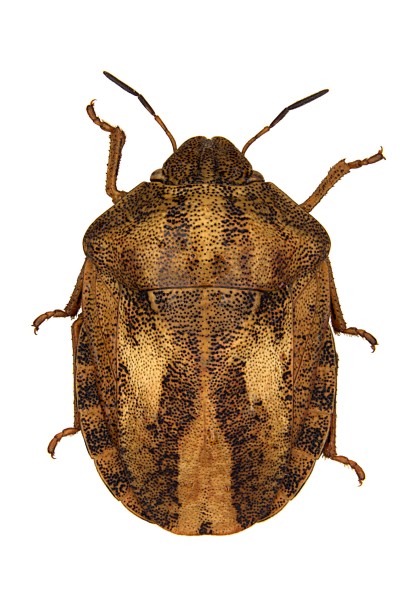 Прованто Профі, 1 г