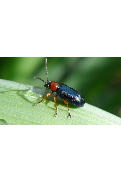 Прованто Профі, 1 г