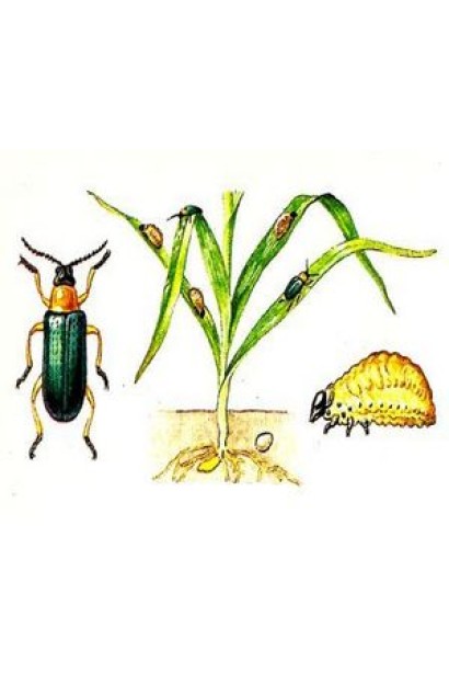 Прованто Профі, 1 г