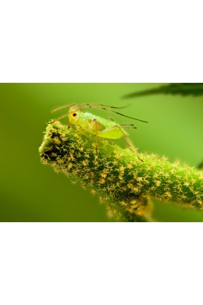 Прованто Профі, 1 г