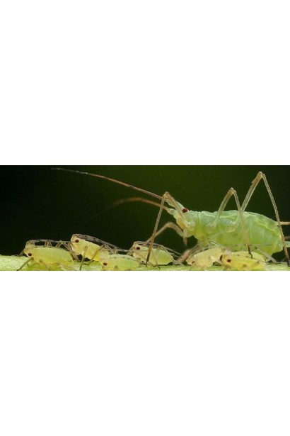 Прованто Профі, 1 г