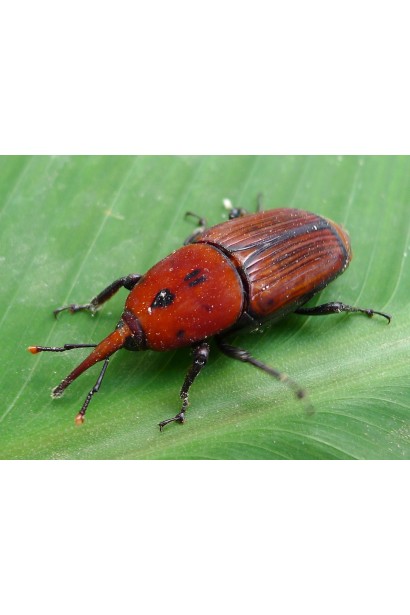 Прованто Профі, 1 г