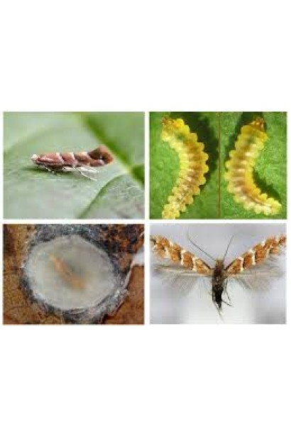 Прованто Профі, 1 г