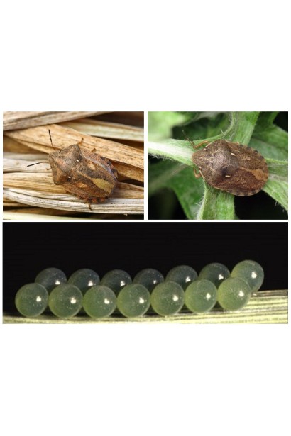 Прованто Профі, 1 г