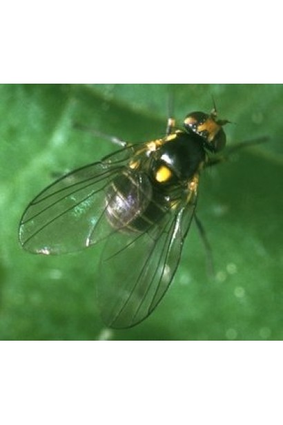 Проклейм 5 SG