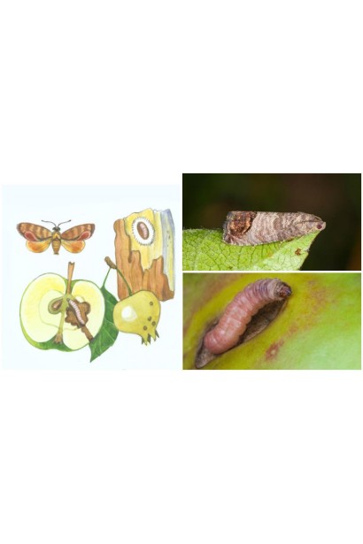 Проклейм 5 SG