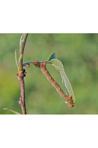 Проклейм 5 SG