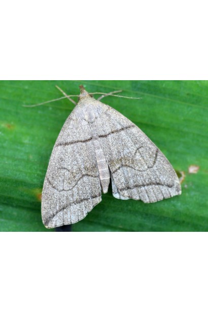 Проклейм 5 SG