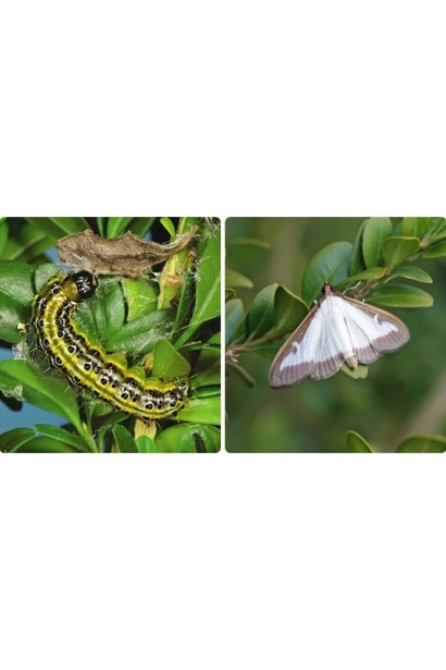 Проклейм 5 SG