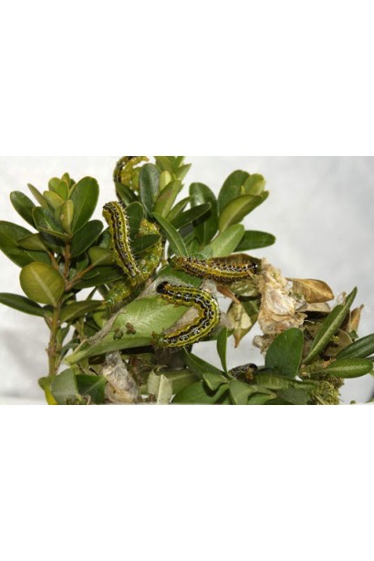 Проклейм 5 SG