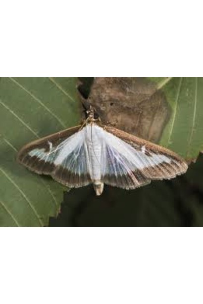 Проклейм 5 SG