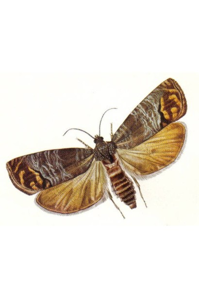 Проклейм 5 SG