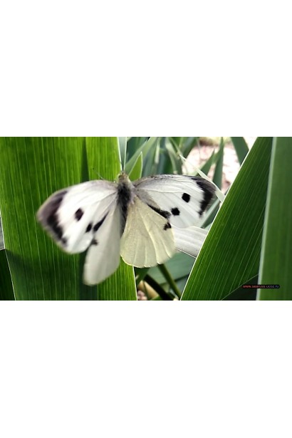 Проклейм 5 SG