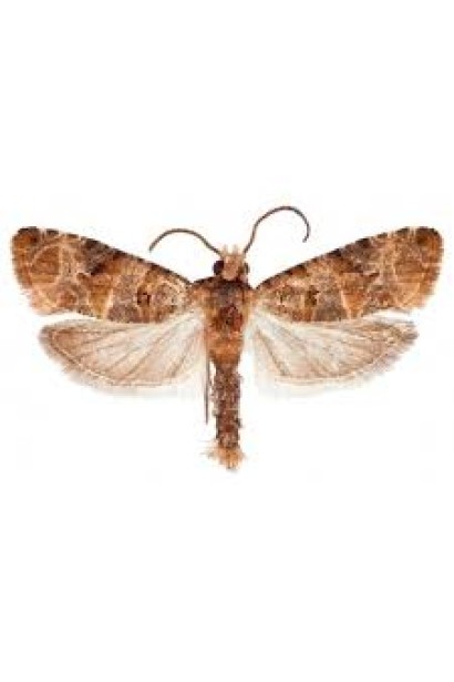 Проклейм 5 SG