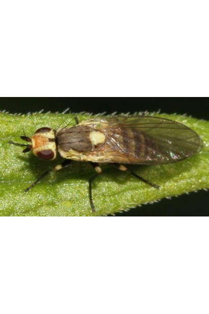 Проклейм 5 SG