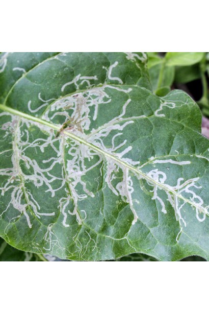 Проклейм 5 SG