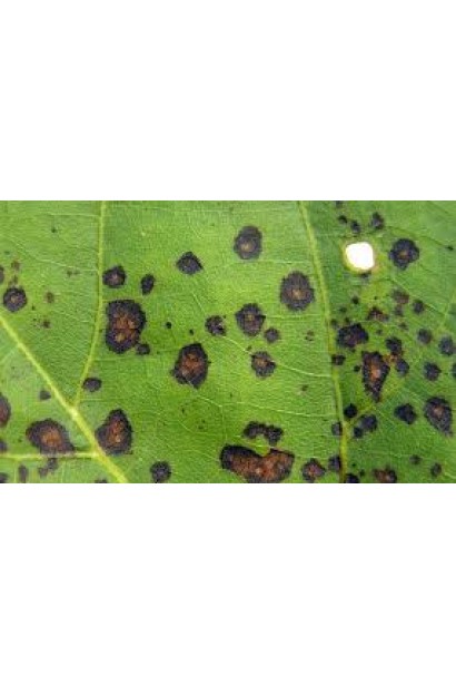 Квадріс 250 SC, 6 мл