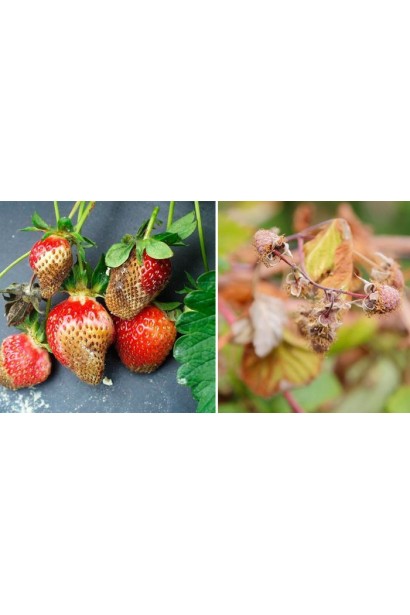 Квадріс 250 SC, 6 мл