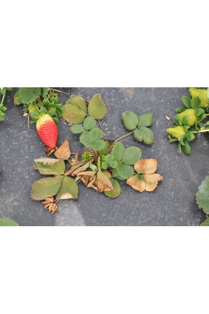 Квадріс 250 SC, 6 мл