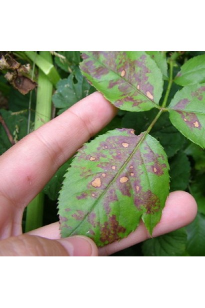 Квадріс 250 SC, 6 мл