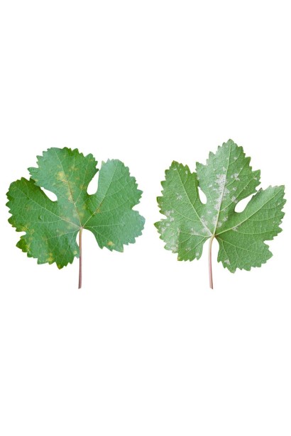 Квадріс 250 SC, 6 мл