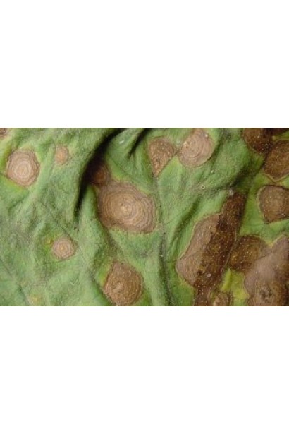 Квадріс 250 SC, 6 мл