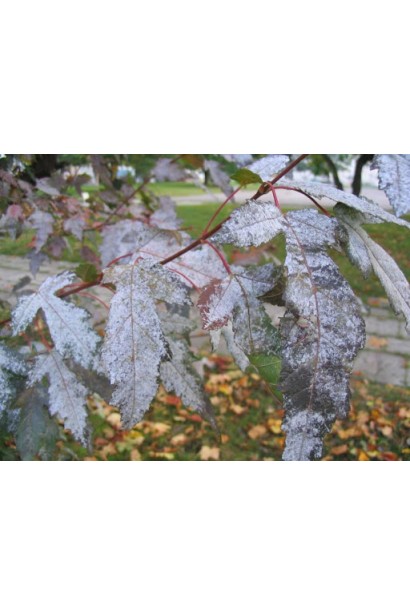 Квадріс 250 SC, 6 мл