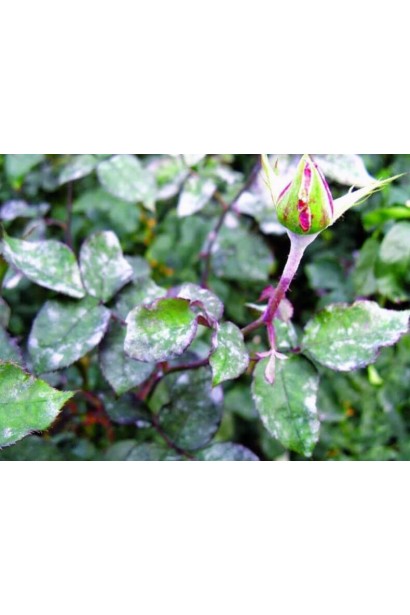 Квадріс 250 SC, 6 мл