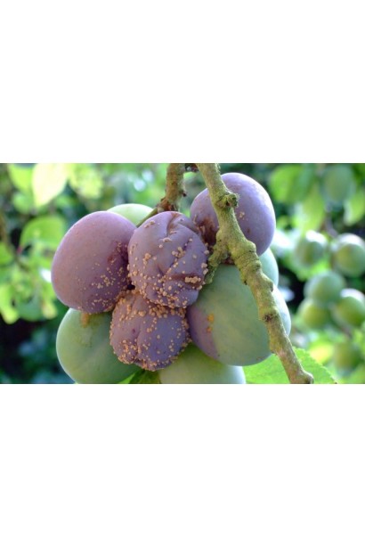 Квадріс 250 SC, 6 мл