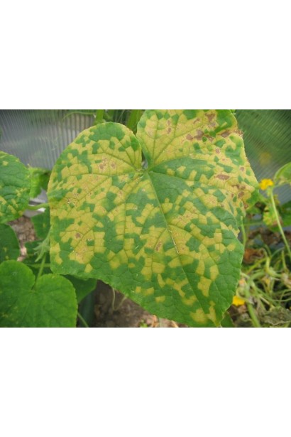 Медян Екстра, 20 мл