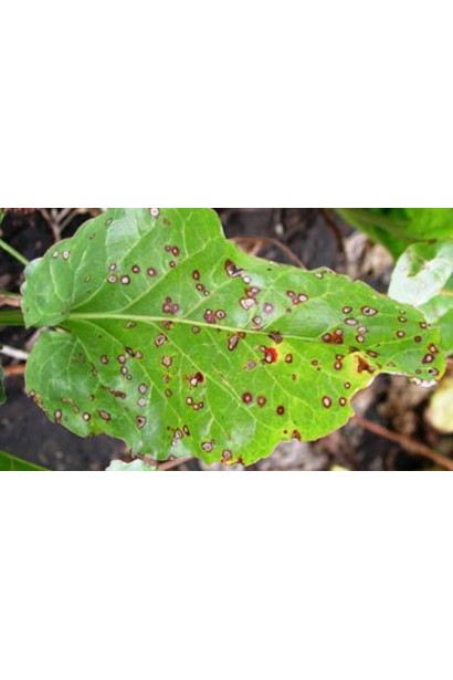 Медян Екстра, 20 мл