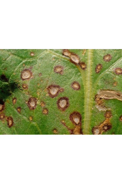 Медян Екстра, 20 мл