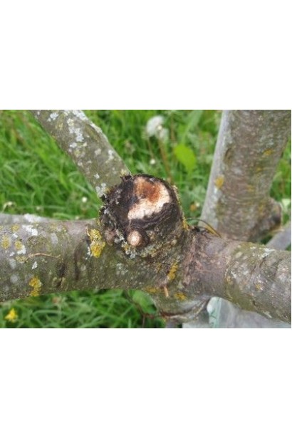 Медян Екстра, 20 мл