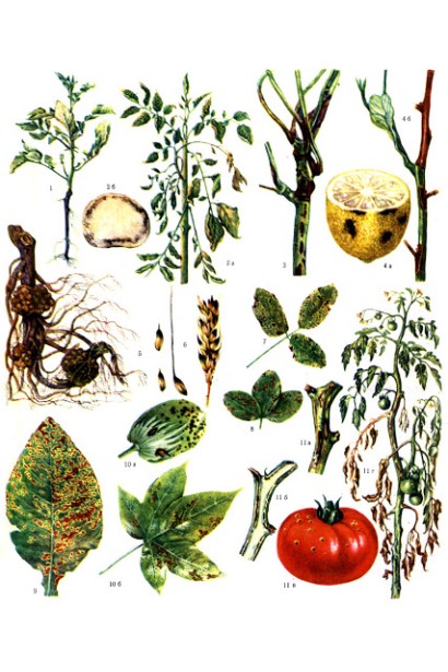 Медян Екстра, 20 мл