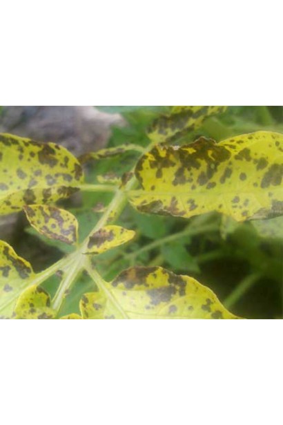 Медян Екстра, 20 мл