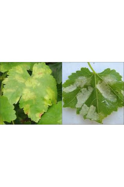 Медян Екстра, 20 мл