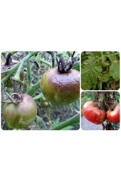 Ридоміл Голд MZ 68 WG, 25 г