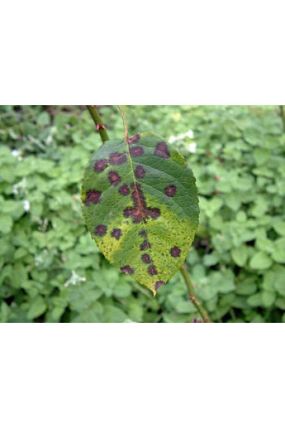 Ридоміл Голд MZ 68 WG, 25 г