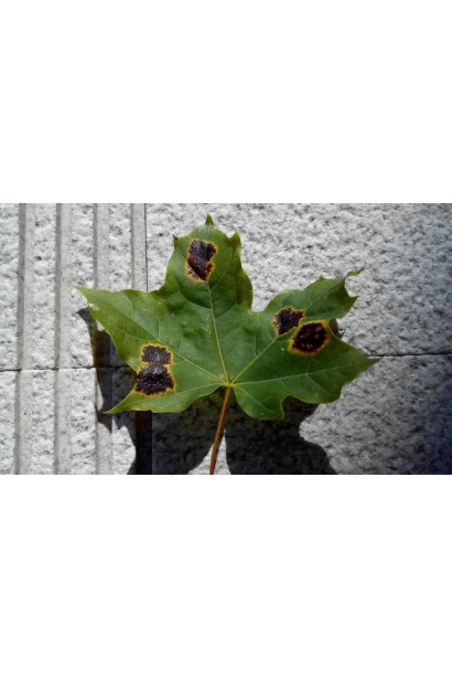 Ридоміл Голд MZ 68 WG, 25 г