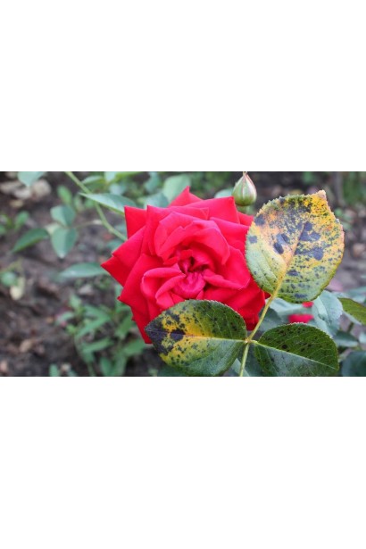 Ридоміл Голд MZ 68 WG, 25 г