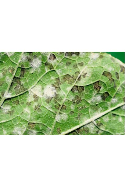 Ридоміл Голд MZ 68 WG, 25 г