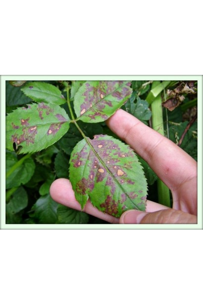 Ридоміл Голд MZ 68 WG, 25 г