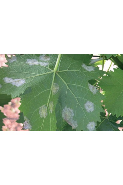 Ридоміл Голд MZ 68 WG, 25 г