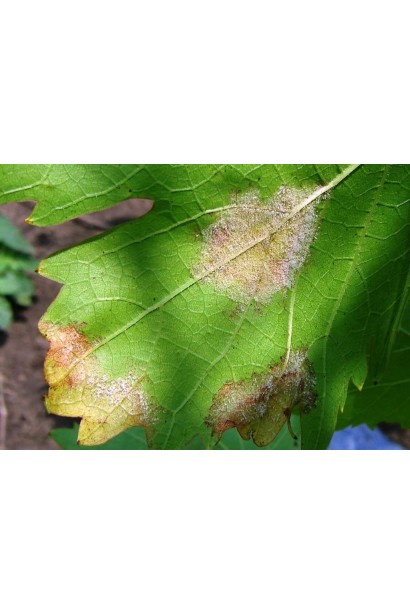 Ридоміл Голд MZ 68 WG, 25 г