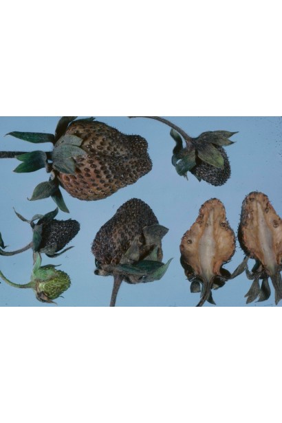 Ридоміл Голд MZ 68 WG, 25 г