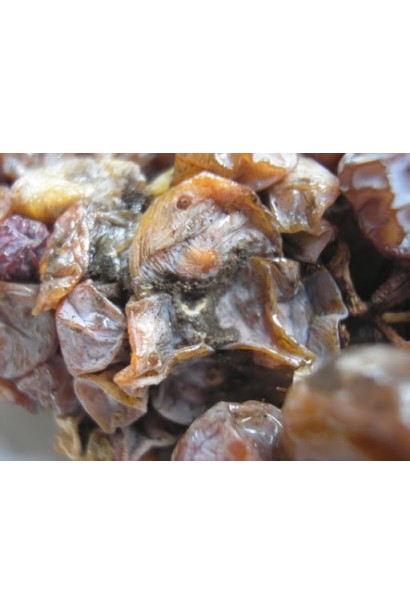 Світч 62,5 WG, в.г.